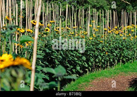 Helianthus annuus Tournesol soutien appuyé de labyrinthe de bambou train en fleurs fleurs composées Asteridae Asterales Asteraceae Banque D'Images