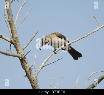 Bulbul commun avec des proies (Pycnonotus barbatus), la Gambie Banque D'Images