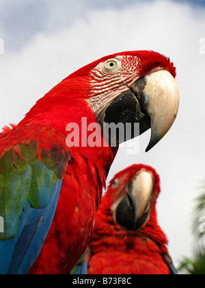 Ara rouge (Ara macao ara rouge deux à Caracas, Venezuela Banque D'Images