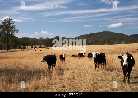 Vaches et près de terres agricoles sèches Wauchope New South Wales Australie Banque D'Images