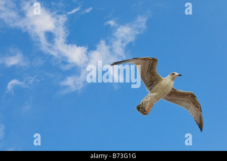 Une mouette volant au-dessus sur la côte sud sur un beau jour Banque D'Images