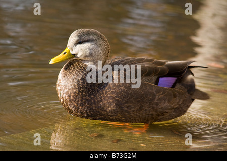 Canard colvert femelle soleil - Bedford, Nouvelle-Écosse, Canada Banque D'Images