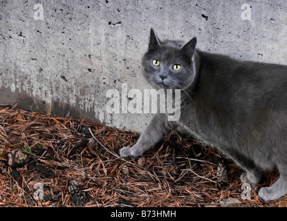 Chat gris marcher sur le mur avec un coup d'oeil Banque D'Images