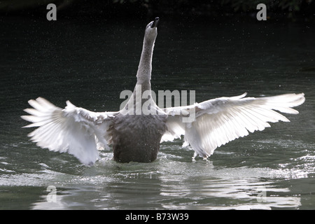Cygnet ayant une étendue Banque D'Images