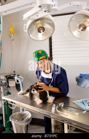 Vétérinaire avec chien sur table en salle d'opération Banque D'Images