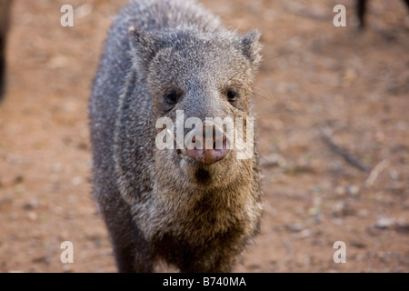 Pécari à collier Tayassu tajacu aussi connu comme Javelinas dans le désert du sud-ouest de l'Arizona Banque D'Images