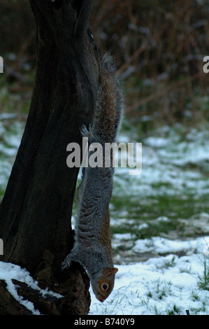 L'Écureuil gris de l'arbre d'escalade vers le bas dans la neige. Herts 2007 Banque D'Images