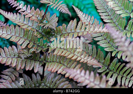 DRYOPTERIS ERYTHROSORA FOUGÈRE BOUCLIER JAPONAIS couleur cuivre evergreen couleur Banque D'Images