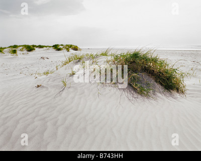Dunes de sable sur la plage avec des touffes d'herbiers marins Banque D'Images