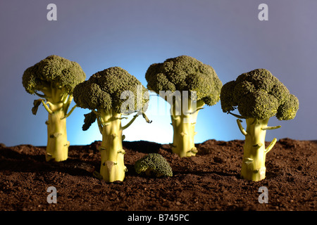 Le Brocoli (Brassica oleracea var. botrytis italica) Banque D'Images