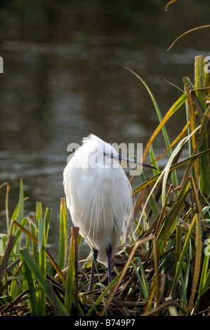 Aigrette garzette (Egretta garzetta) Banque D'Images
