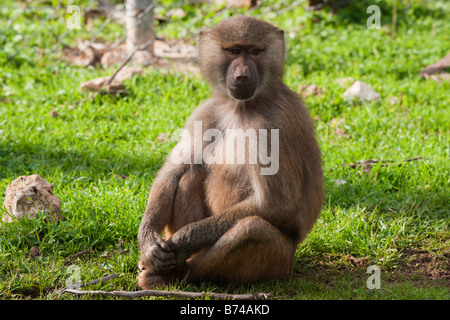 Mallorca Safari Park baboon Banque D'Images