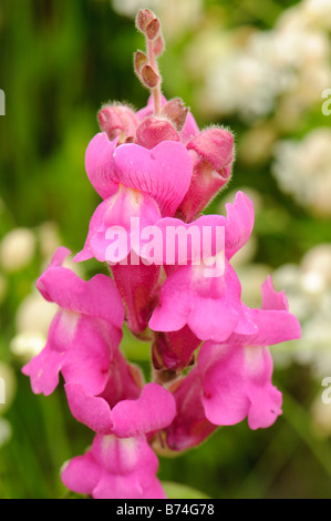 Le dragon (Antirrhinmum fleurs majus), Espagne Banque D'Images