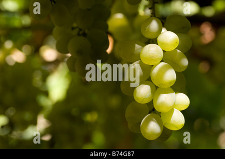 Raisins verts sur la vigne Liban Moyen Orient Banque D'Images