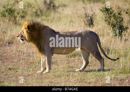 Profil de lion mâle dans le Masai Mara, Kenya, Afrique du Sud Banque D'Images