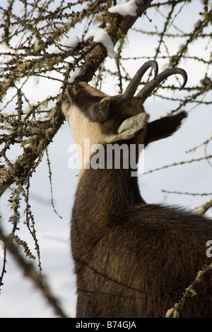 Chamois Rupicapra rupicapra camoscio inverrno neve hiver neige Parco Nazionale Gran Paradiso Valle d aosta Italia Italie Banque D'Images