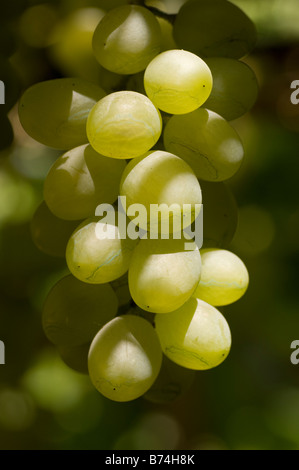 Raisins sur la vigne Liban Moyen Orient Banque D'Images