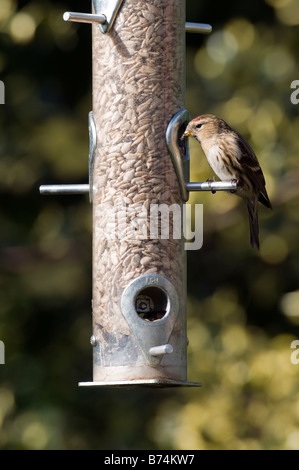 Sizerin flammé (Cardeulis flammea) sur jardin mangeoire pour oiseaux Banque D'Images