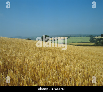 Terres agricoles vallonnées avec champ d'orge d'hiver mûrs sur une belle journée d'été Devon Banque D'Images