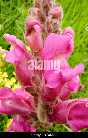 Le dragon (Antirrhinmum fleurs majus), Espagne Banque D'Images