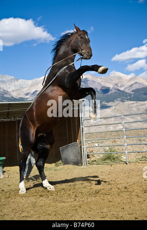 Étalon hanovrien, un cheval d'élevage jusqu' montons sur ses pattes Banque D'Images