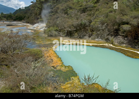 Petit lac et l'ondulation d'une terrasse au-dessus de la terrasse à Warbrick la Vallée volcanique de Waimangu, Nouvelle-Zélande Banque D'Images