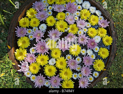 Chrysanthèmes, parfois appelé mamans ou chrysanths à cache-pot Banque D'Images