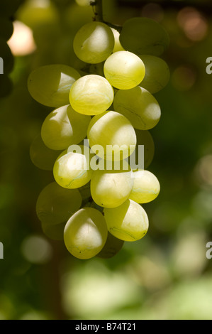 Raisins verts sur la vigne Liban Moyen Orient Banque D'Images