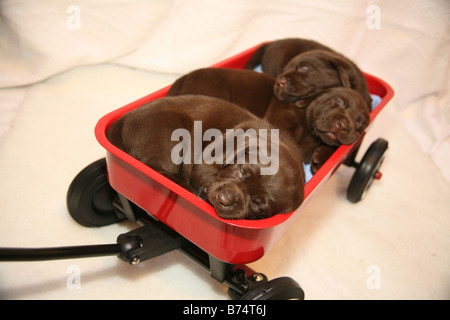 Chiots labrador chocolat dormir dans un panier de jouets Banque D'Images