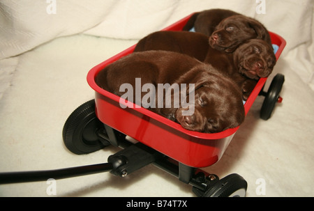 Chiots labrador chocolat dormir dans un panier de jouets Banque D'Images