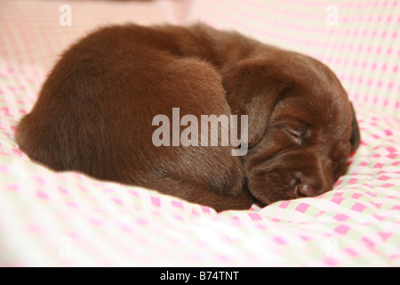 Chiot labrador chocolat dormir Banque D'Images