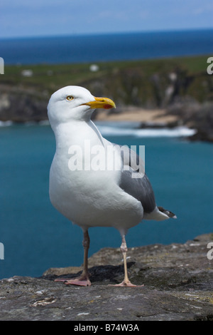 Seagull sur corniche surplombant côte dans la péninsule de Dingle Banque D'Images