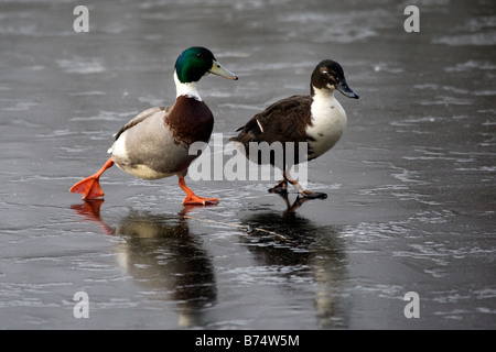 Une paire de canards colverts marcher plus de nappes de glace à Broadland, Norfolk Banque D'Images