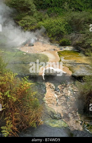 La vallée volcanique de Waimangu près de Rotorua, Nouvelle-Zélande Banque D'Images