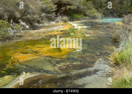 Petit lac et l'ondulation d'une terrasse au-dessus de la terrasse à Warbrick la Vallée volcanique de Waimangu, Nouvelle-Zélande Banque D'Images