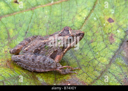 Acris gryllus dorsalis, Floride Grillon Banque D'Images