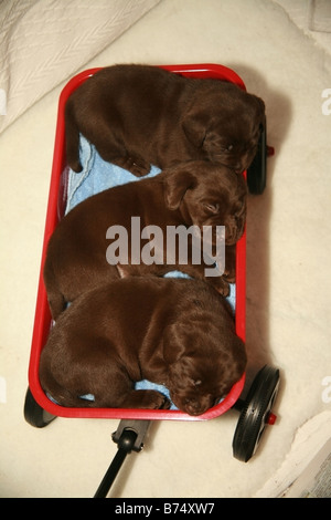 Chiots labrador chocolat dormir dans un panier de jouets Banque D'Images