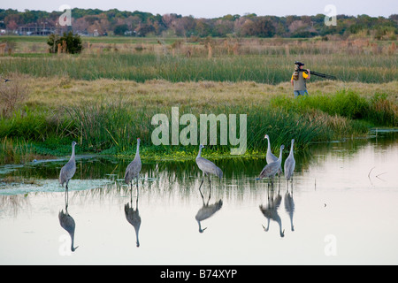 La grue du Canada (Grus canadensis dans un étang à la zone Champs de céleri au crépuscule à Sarasota en Floride Banque D'Images