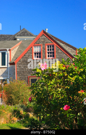 En fleurs, l'île Monhegan Monhegan, Maine, USA Banque D'Images