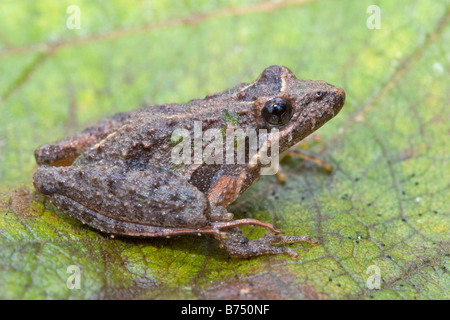 Acris gryllus dorsalis, Floride Grillon Banque D'Images