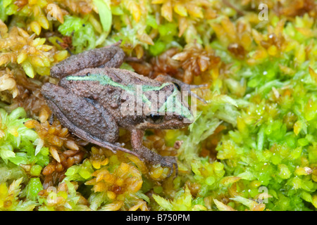 Acris gryllus dorsalis, Floride Grillon Banque D'Images