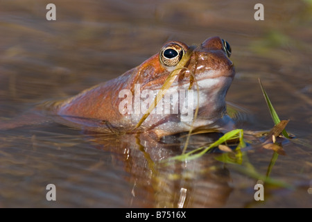 Grenouille Rousse, Rana temporaria Banque D'Images