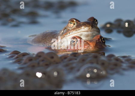 Grenouille Rousse, Rana temporaria pair dans une piscine de printemps Banque D'Images