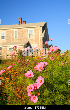 En fleurs, l'île Monhegan Monhegan, Maine, USA Banque D'Images