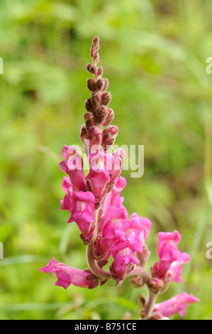 Le dragon (Antirrhinmum fleurs majus), Espagne Banque D'Images