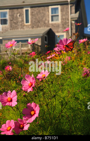 Papillon monarque et fleurs dans l'île Monhegan, Monhegan, Maine, États-Unis Banque D'Images