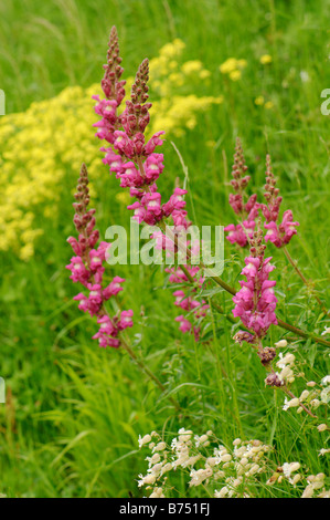 Le dragon (Antirrhinmum fleurs majus), Espagne Banque D'Images