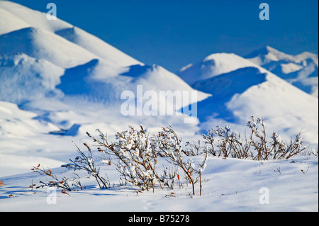 La nature d'hiver avec scène saules enfouies sous la neige intacte dans le versant nord avec Philip Smith Montagnes, USA. Banque D'Images