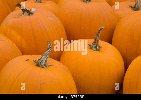 Un gros plan d'un groupe de citrouilles Banque D'Images