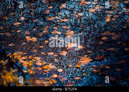 Les feuilles de l'automne en Nouvelle Angleterre Banque D'Images